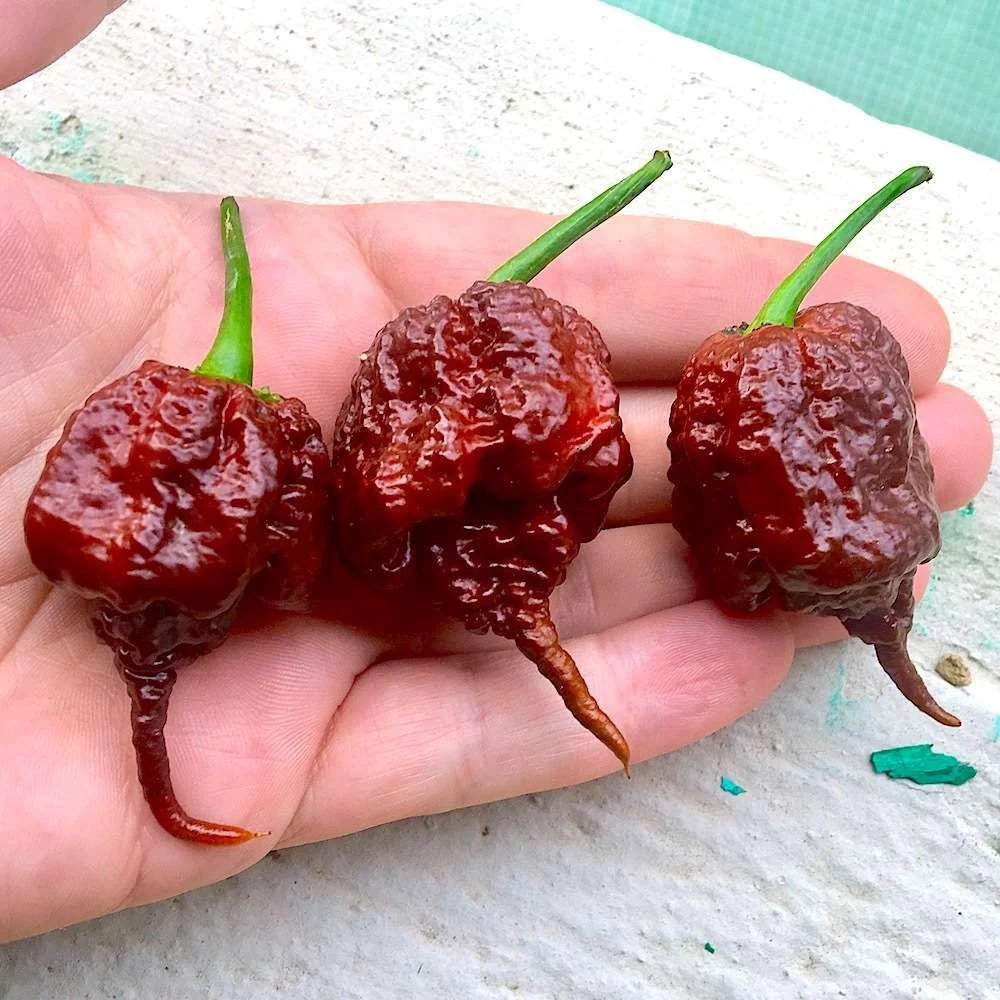 pimenta